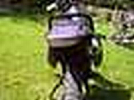 Suzuki rmx (byttet) - billeder fra i sommers billede 15