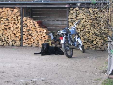 Yamaha fs 1 dx 4 gear - hunden der hele tiden holder vagt over min yams når den står ude. billede 2