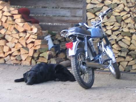 Yamaha fs 1 dx 4 gear - 30min senere ligger hunden der sku stadigt. god hund :D billede 8