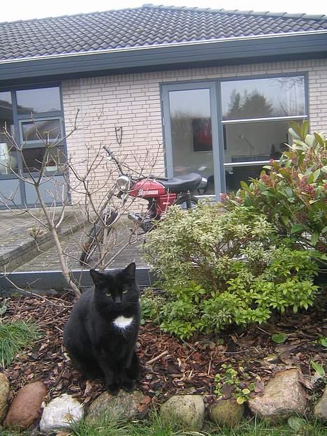 Puch Grand Prix 3 gear *SOLGT* - Min kat og Puch billede 12