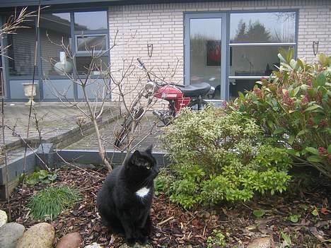 Puch Grand Prix 3 gear *SOLGT* - Min kat og Puch billede 13