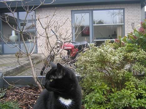 Puch Grand Prix 3 gear *SOLGT* - Min kat og Puch billede 16