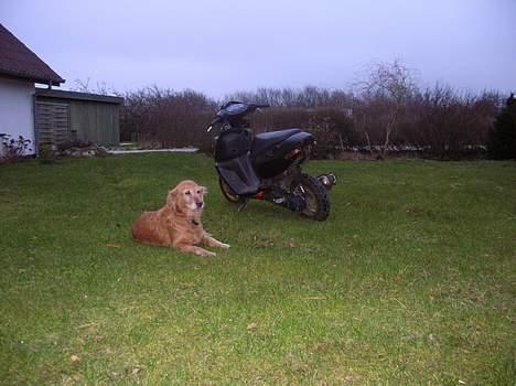 Aprilia Sonic Gp "Solgt" billede 4