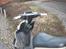 Yamaha bws
