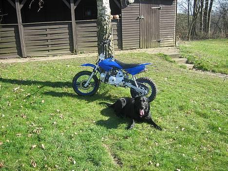 MiniBike pitbike 125 ccm billede 6