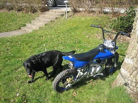 MiniBike pitbike 125 ccm billede 8