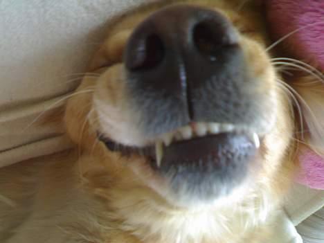 CPI hussar SOLGT  - Hunden billede 14