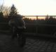 Gilera runner Lc (byttet)