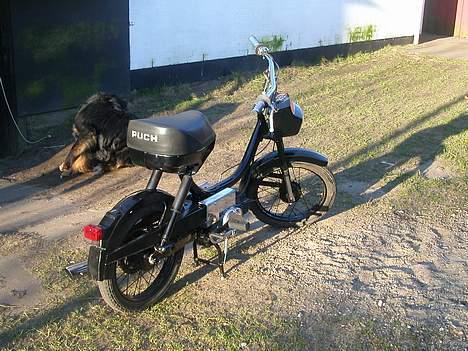 Puch Mini Maxi solgt billede 4