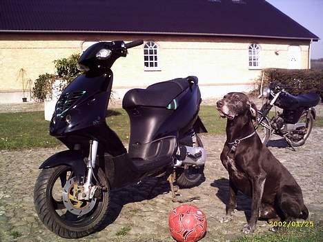 Piaggio Nrg Mc3 // Fede Bente \\ - Hva skal man bruge en kædelås til når, man har en vagthund ? ;D billede 7