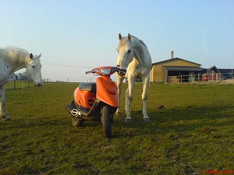 Yamaha Jog # PEPSI'S RACER # - Jaah, den Orange dér, SÅ kan man sku snakke rigtige hestekræfter ! billede 17