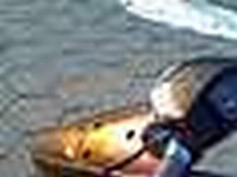 Yamaha Jog [SOOLLLGT] :D billede 9