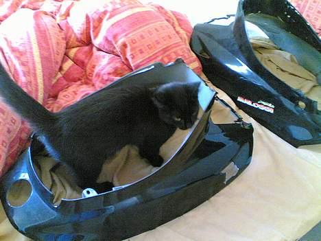 Yamaha Jog Fs Byttet til Aerox billede 6