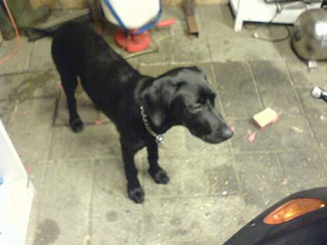 Kreidler Easy Rider / Solgt ! - Cute right ? (: billede 10