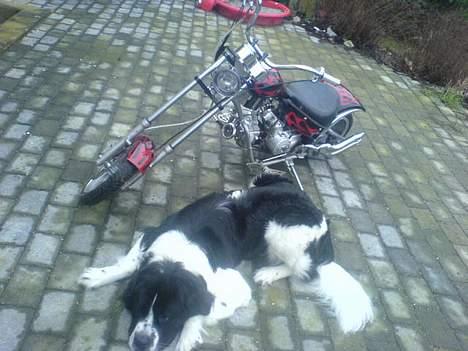 MiniBike Chopper (SOLGT) - Min hund kom lige med på billede ;P  billede 1