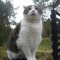 Suzuki Dm 50 Samurai - Projekt