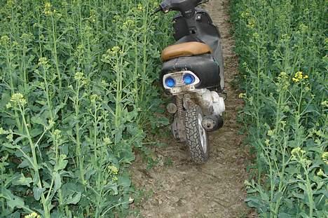 Honda sfx sport  billede 15