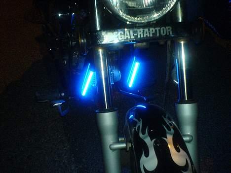 Regal regal raptor  Byttet! billede 7