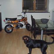 Honda dax