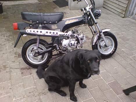 Skyteam ¤ Dax ¤  ¤Solgt¤ - Vagthunden billede 13