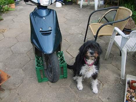 Yamaha jog fs solgt billede 14