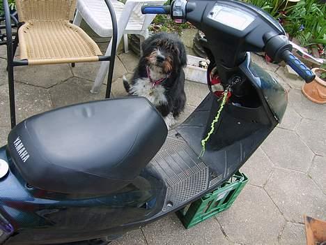 Yamaha jog fs solgt billede 15