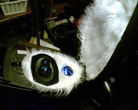 PGO custom hot 50 - mit anlæg hvor man kan se det hele billede 5