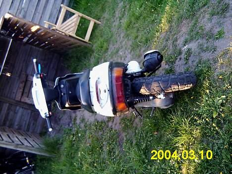 Adly tmp baboon billede 2