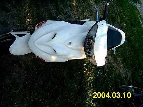 Adly tmp baboon billede 4