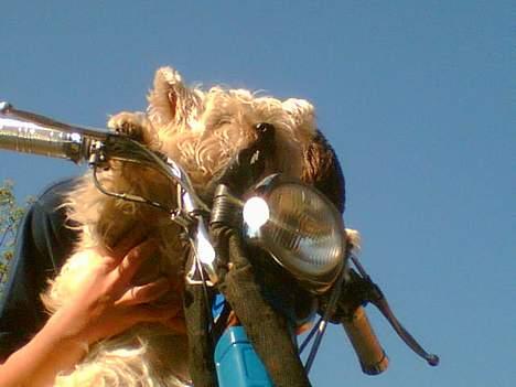 Suzuki FZ50 billede 5