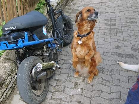 PGO hot 50 solgt billede 7