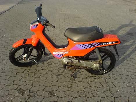 Honda Wallaroo (solgt) billede 3