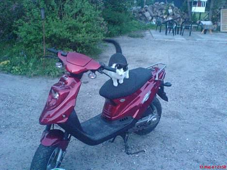 PGO Hot 50 - Solgt! - Scooteren, og min lille vagthund ;) billede 3