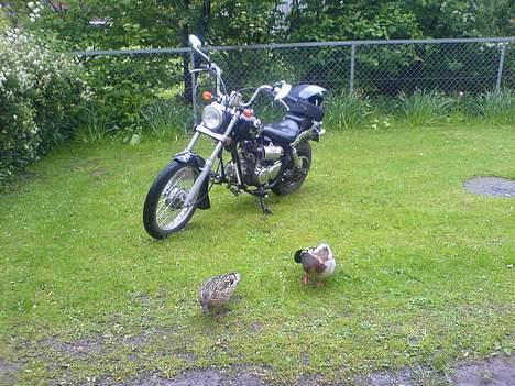 Regal regal raptor  Byttet! - Hail regal :) billede 11