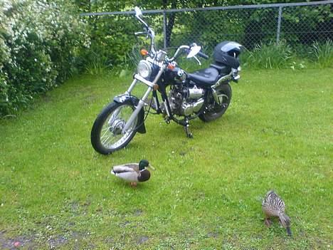 Regal regal raptor  Byttet! - Haha alle elsker regal :) billede 12