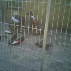 Aprilia sonic [solgt]