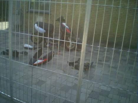 Aprilia sonic [solgt] - min nye sonic skilt ad for der var min 47.6 cylle lige blevet bollet billede 1