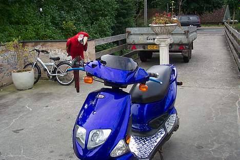 PGO Dr. Big [Solgt] - Papegøjen hedder Zuki hvisdr billede 5