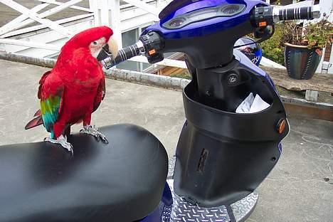 PGO Dr. Big [Solgt] - Hvis I kan se sidder min diodekontakt nede ved fødderne som er ret så irreterende! Hvis nogen har gode ideer om hvor jeg kan sætte min kontakt så skriv! billede 4