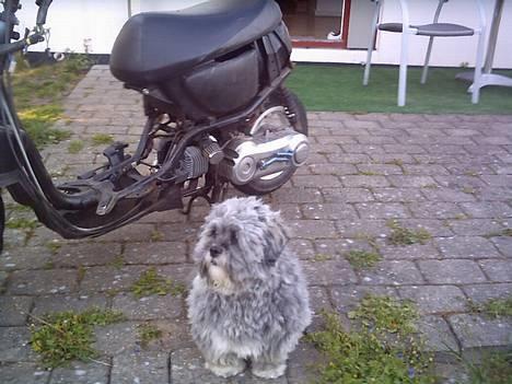 Yamaha Jog space (BYTTET) - Inden der kom skjolde på . billede 11