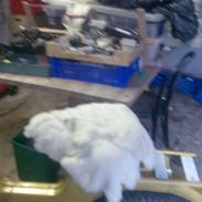 Puch Maxi 2gear [til salg]