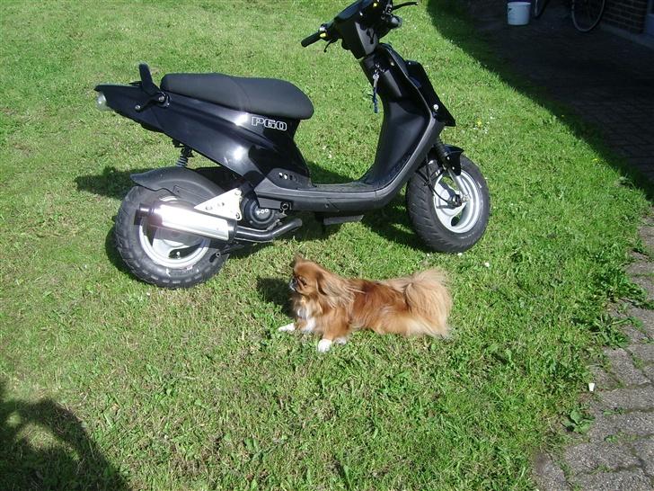 PGO hot 50  - Hunden skulle også med... billede 18