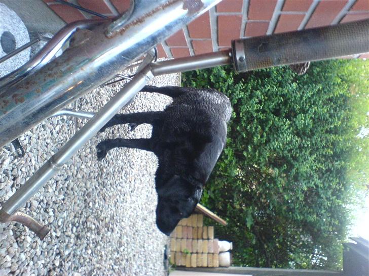 Yamaha FS1 2g #Solgt# billede 7