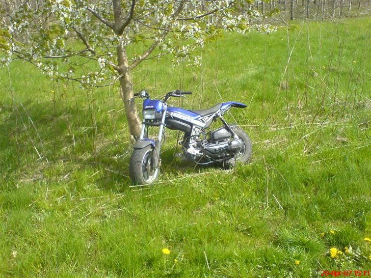 Suzuki Street Magic solggt billede 4