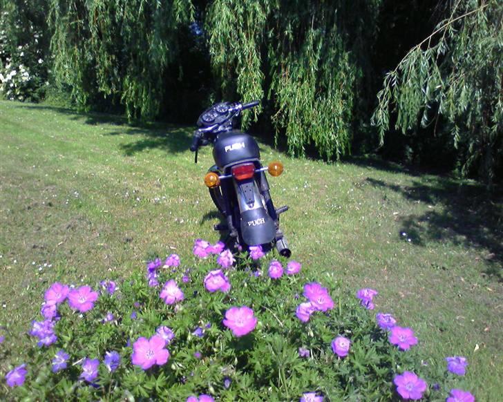 Puch Monza billede 14