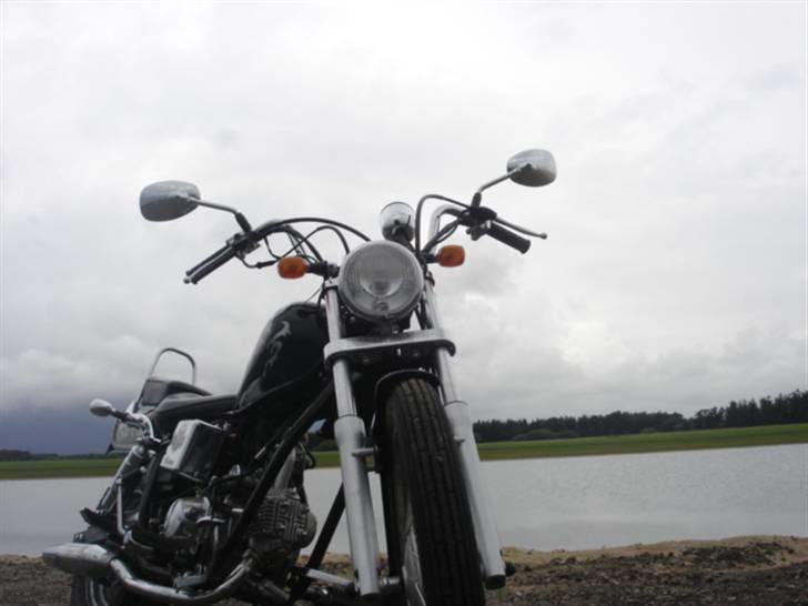 Regal raptor  billede 1