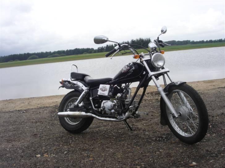 Regal raptor  billede 2