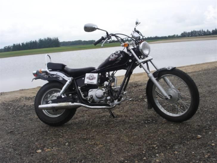 Regal raptor  billede 3