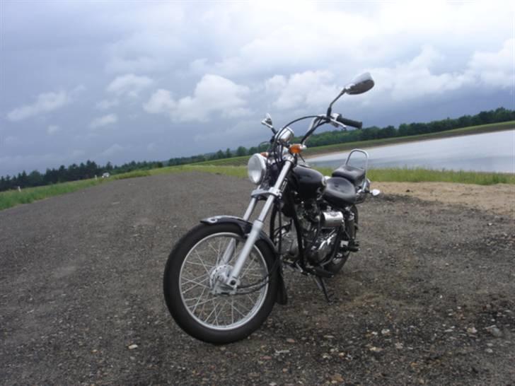 Regal raptor  billede 4