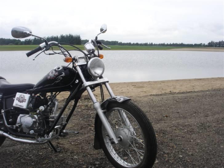 Regal raptor  billede 5